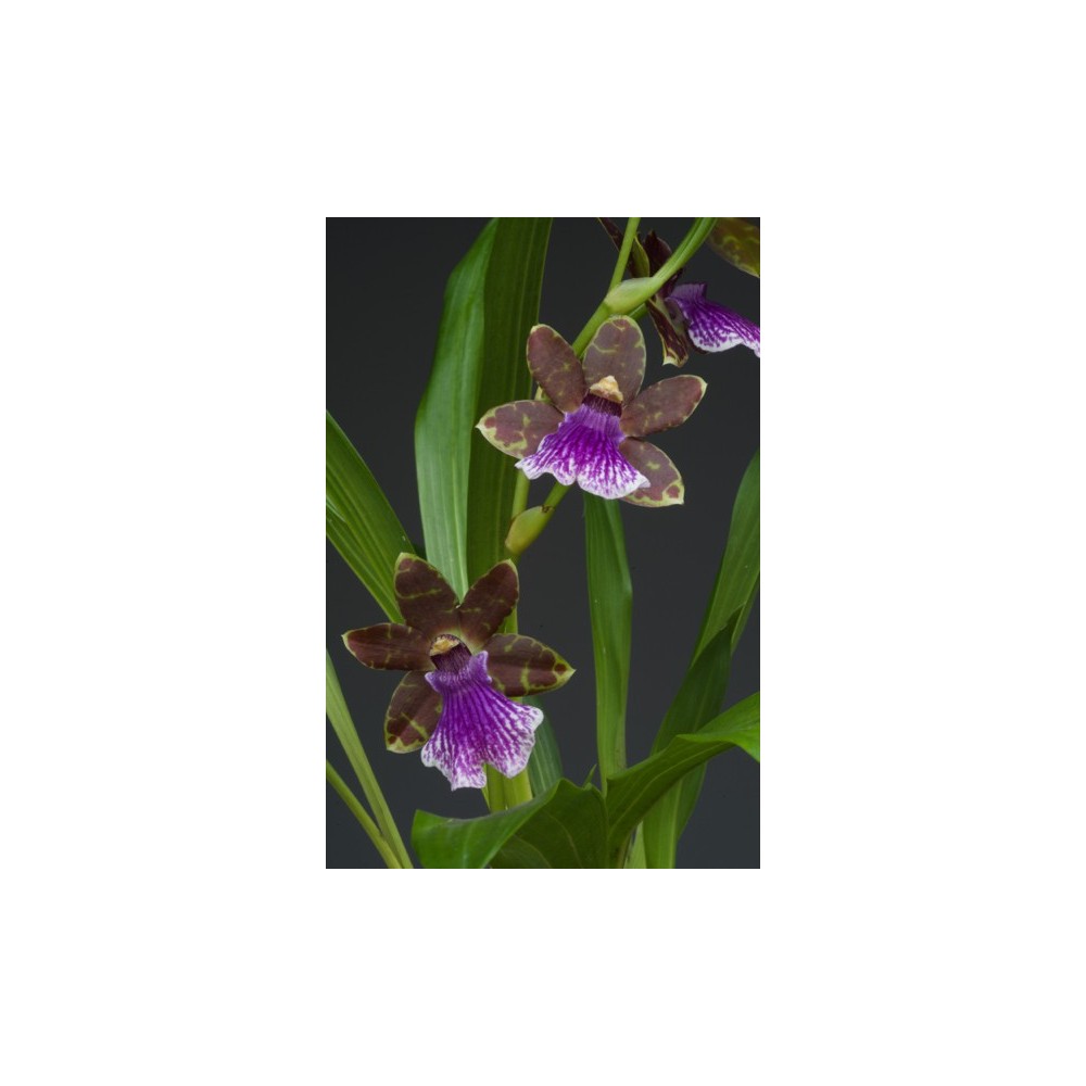 Zygopetalum hybride