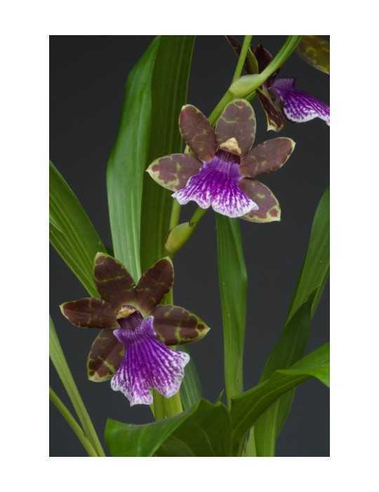 Zygopetalum hybride