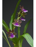 Zygopetalum hybride