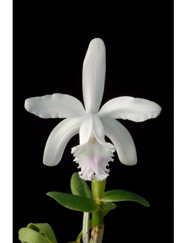 Cattleya intermedia var. semi-alba 2
