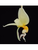 Stanhopea frymirei