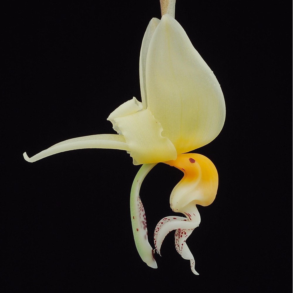 Stanhopea frymirei