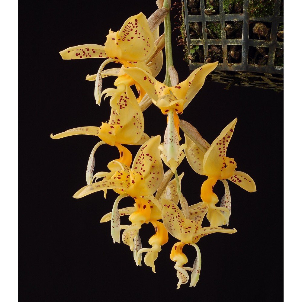 Stanhopea jenischiana