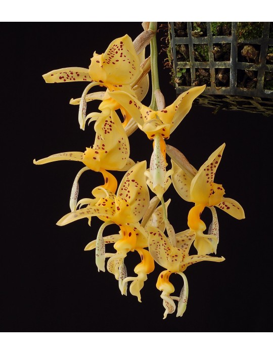 Stanhopea jenischiana