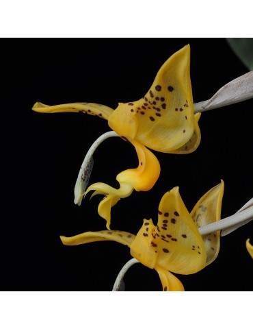 Stanhopea jenischiana