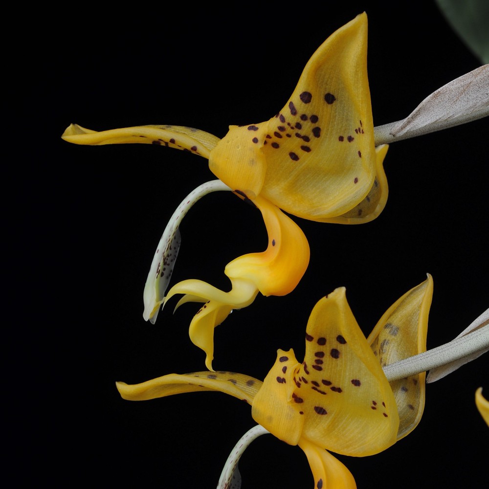 Stanhopea jenischiana Stanhopea jenischiana
