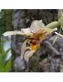 Stanhopea shuttleworthii