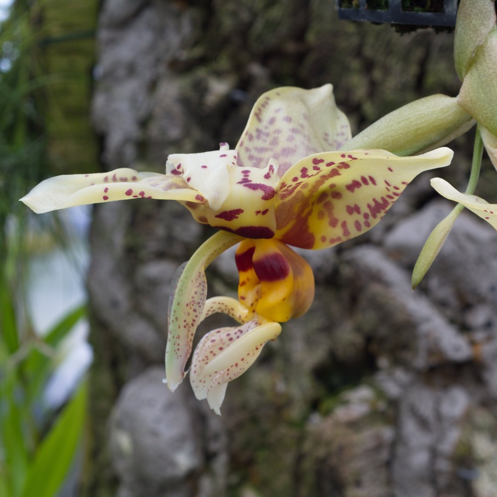 Stanhopea shuttleworthii