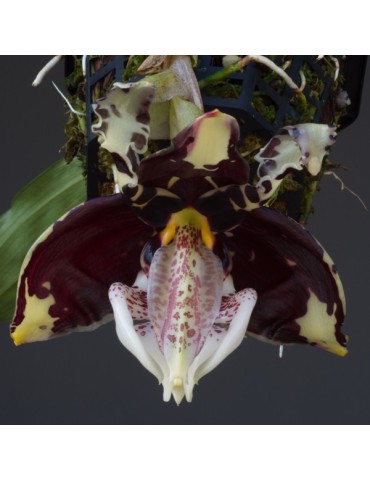 Stanhopea tigrina var. nigroviolacea