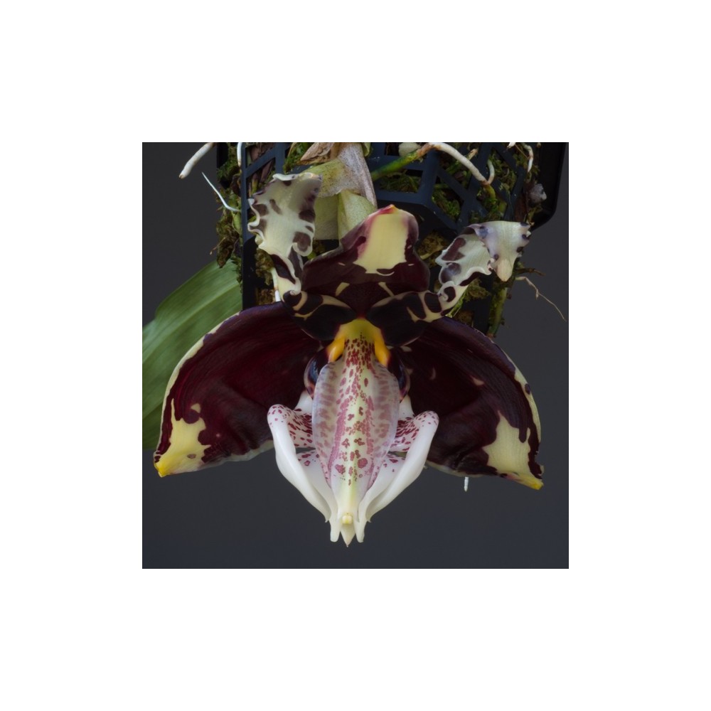 Stanhopea tigrina var. nigroviolacea