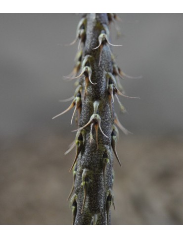 Bulbophyllum clipeibulbum 2