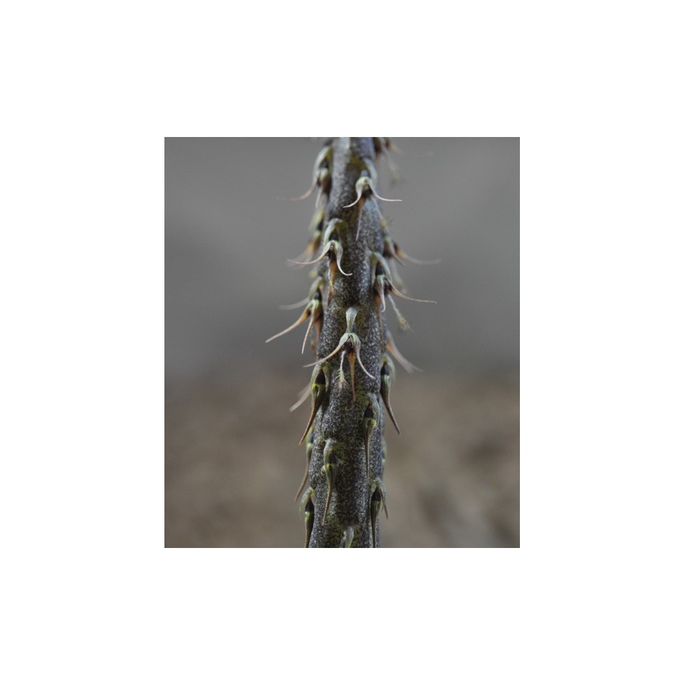 Bulbophyllum clipeibulbum