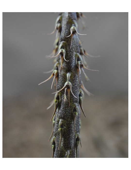 Bulbophyllum clipeibulbum