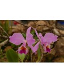 Cattleya labiata