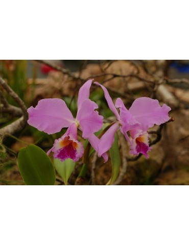 Cattleya labiata 2