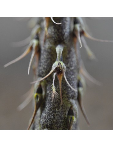 Bulbophyllum clipeibulbum sur plaque