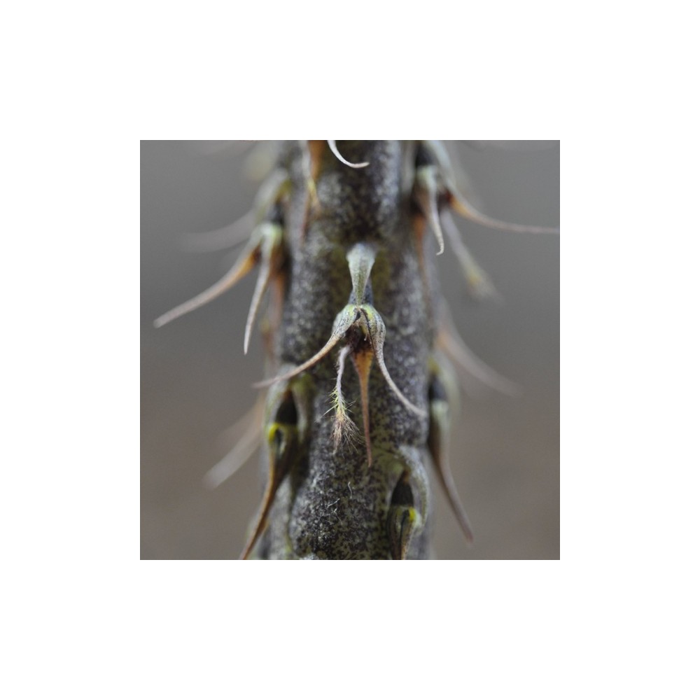 Bulbophyllum clipeibulbum