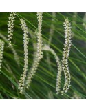 Dendrochilum tenellum