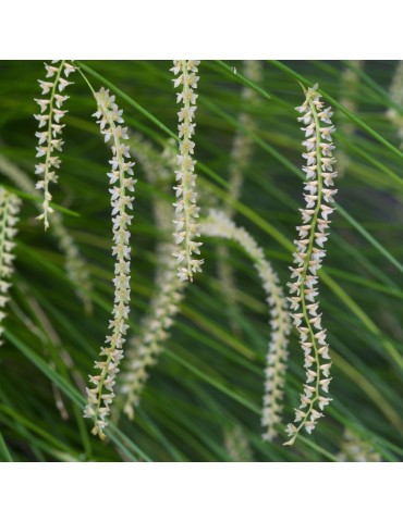 Dendrochilum tenellum