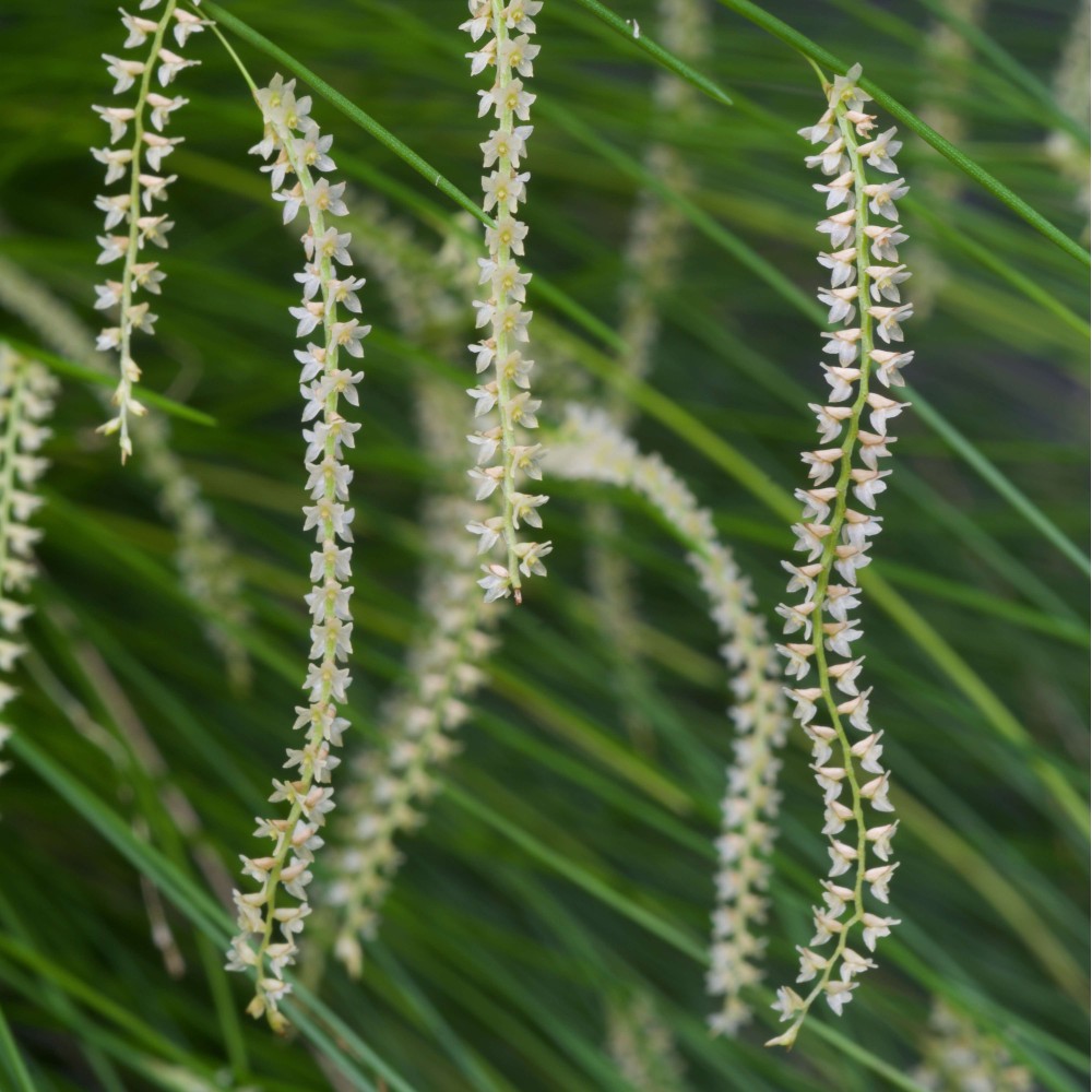 Dendrochilum tenellum