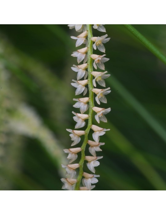 Dendrochilum tenellum