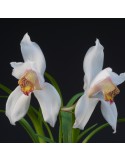 Cymbidium erythrostylum