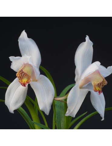 Cymbidium erythrostylum