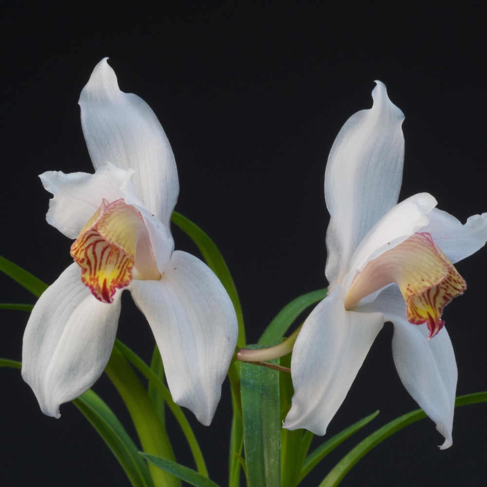 Cymbidium erythrostylum