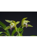 Cymbidium Lowgrinum