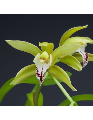 Cymbidium Lowgrinum