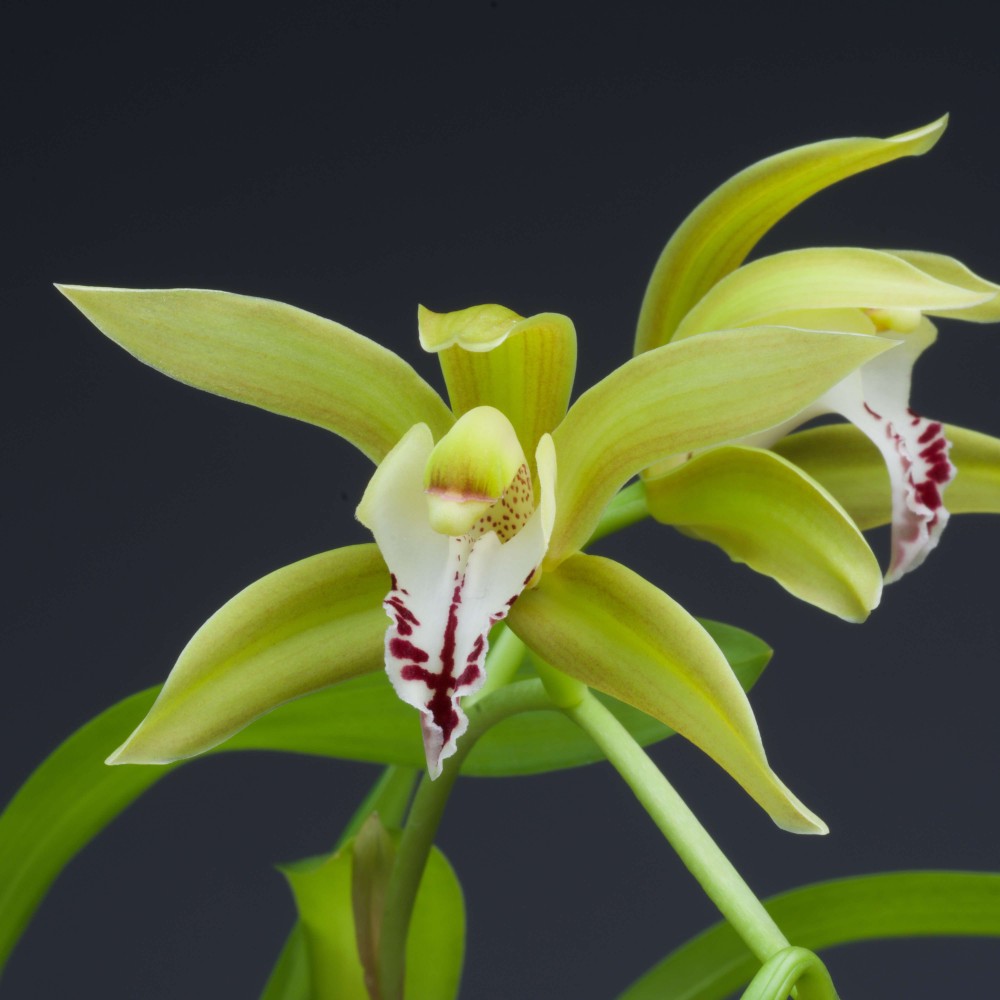 Cymbidium Lowgrinum en sphaigne