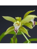 Cymbidium Lowgrinum en sphaigne