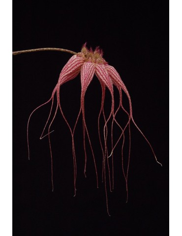 Bulbophyllum Elisabeth Ann 'Buckleburry' 2