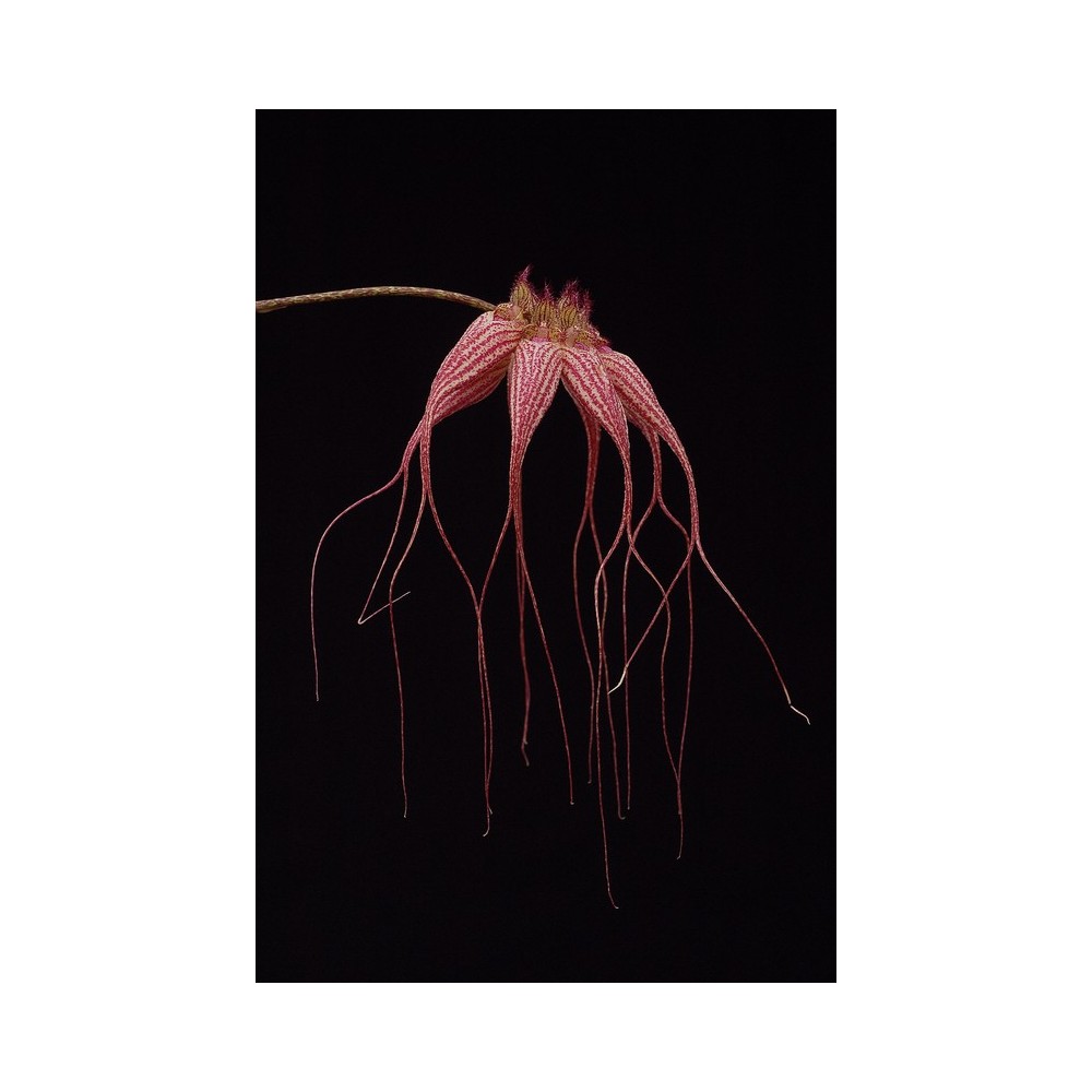 Bulbophyllum Elisabeth Ann 'Buckleburry'
