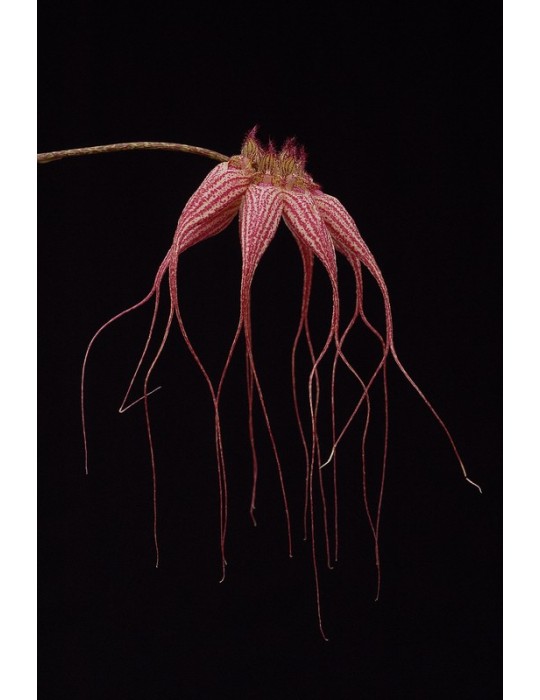 Bulbophyllum Elisabeth Ann 'Buckleburry'