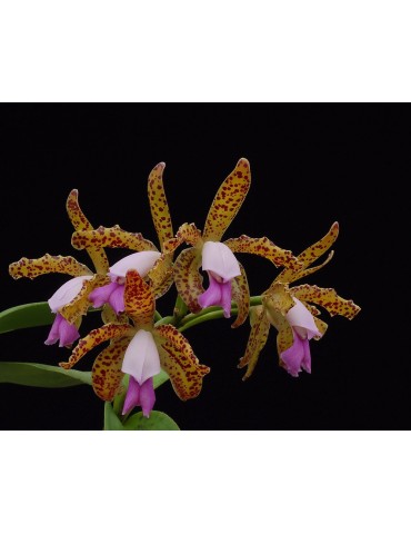 Cattleya leopoldii var. escura 2