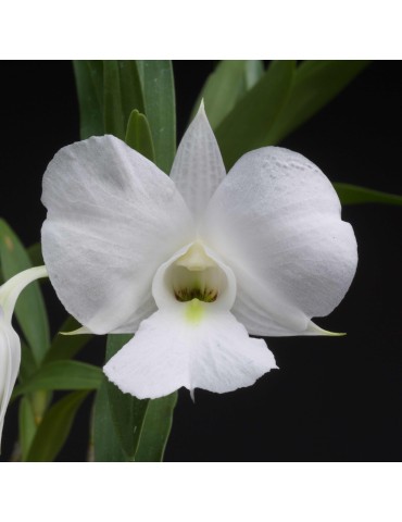 Dendrobium schuetzei