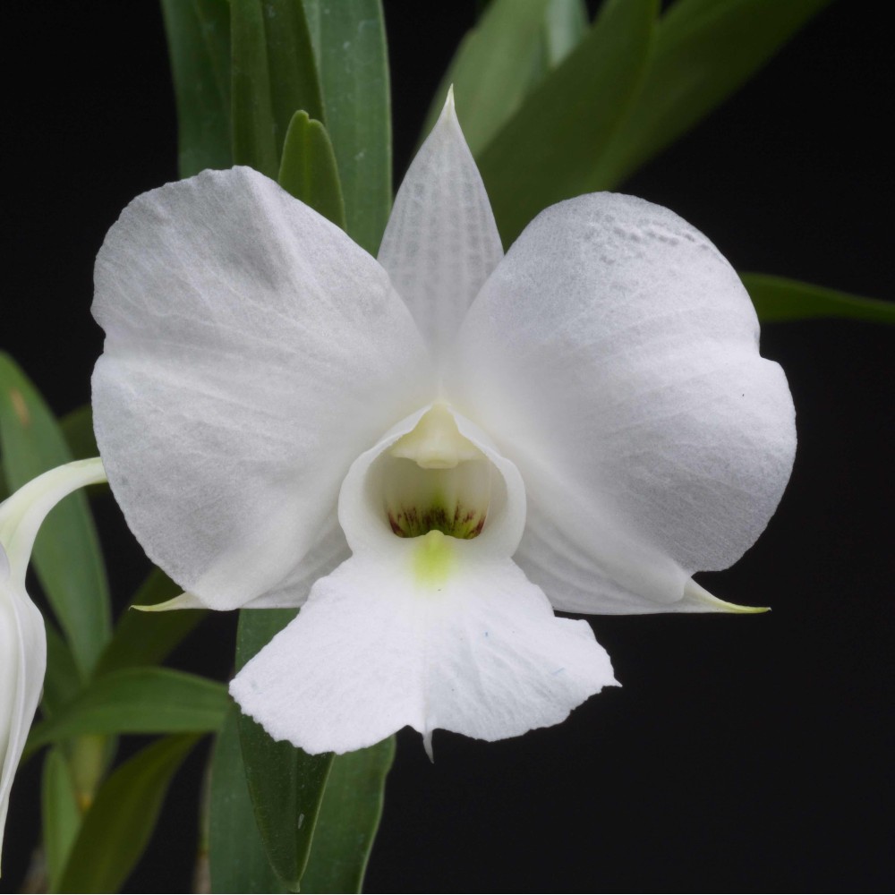 Dendrobium schuetzei Dendrobium schuetzei