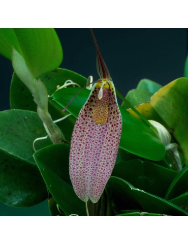 Restrepia guttulata en sphaigne