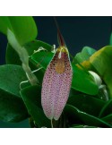 Restrepia guttulata