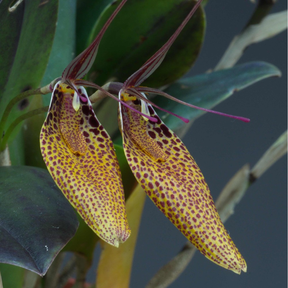 Restrepia guttulata 'Brun'