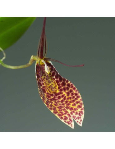 Restrepia guttulata 'Panthère' en sphaigne