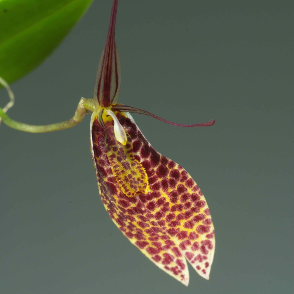 Restrepia guttulata 'Panthère'