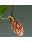 Restrepia guttulata 'Panthère'