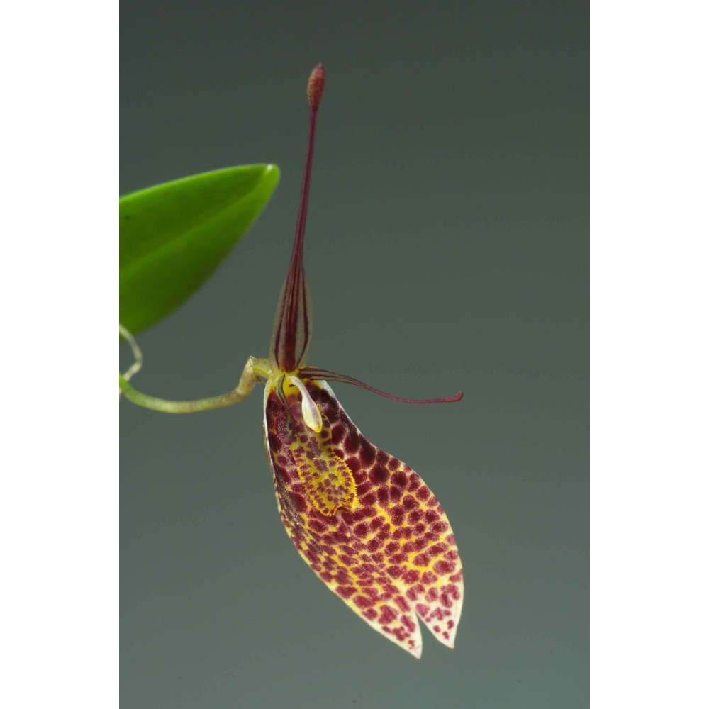 Restrepia guttulata 'Panthère'
