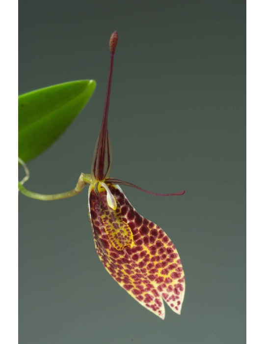 Restrepia guttulata 'Panthère'
