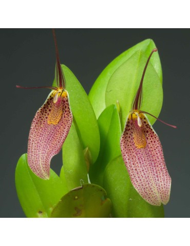 Restrepia guttulata 'Pourpre'