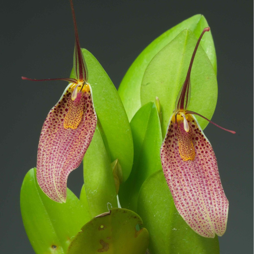 Restrepia guttulata 'Pourpre'