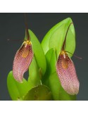 Restrepia guttulata 'Pourpre'