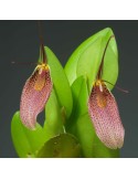 Restrepia guttulata 'Pourpre' en sphaigne